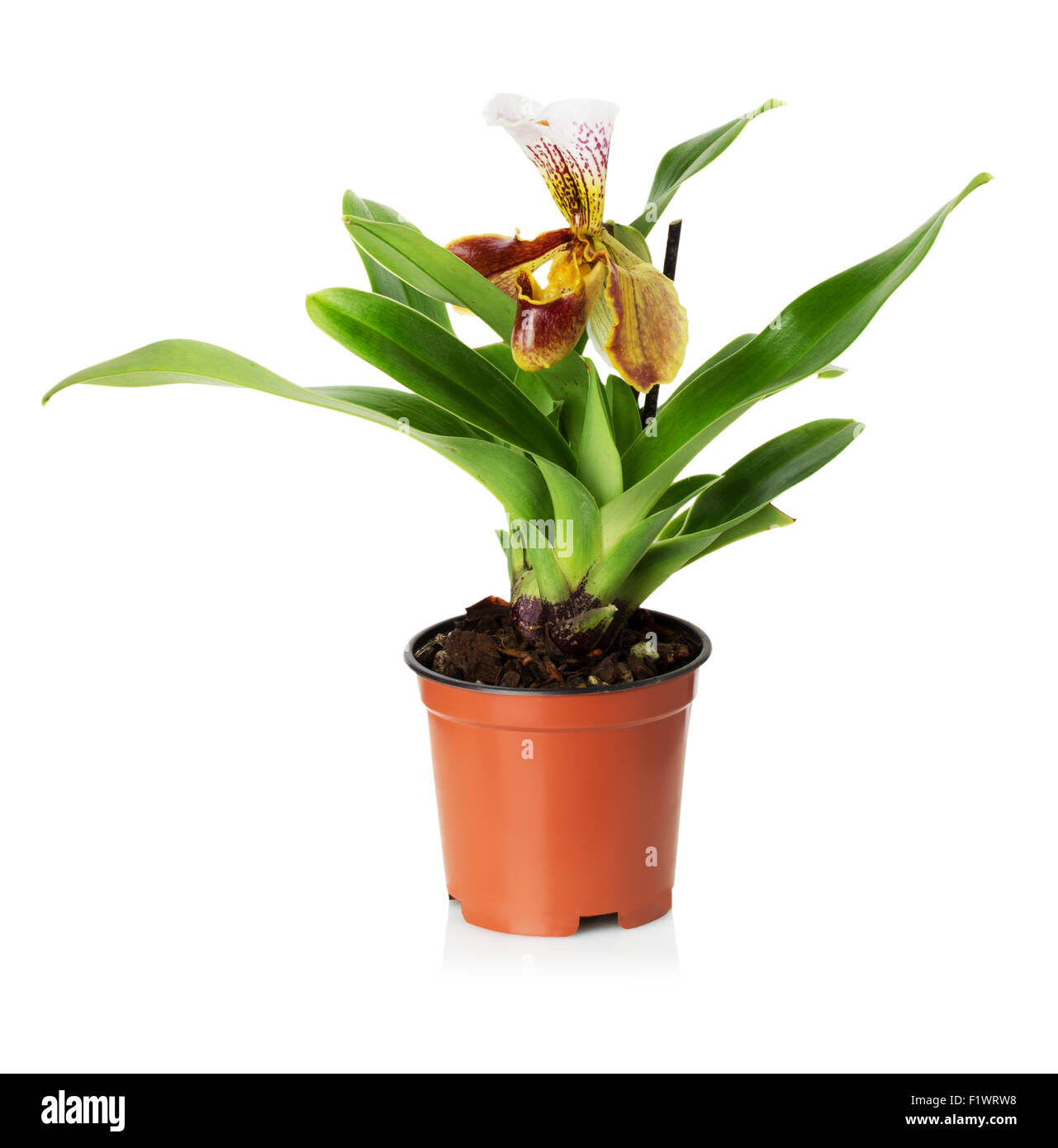 Orchidee auf dem weißen Hintergrund. Stockfoto