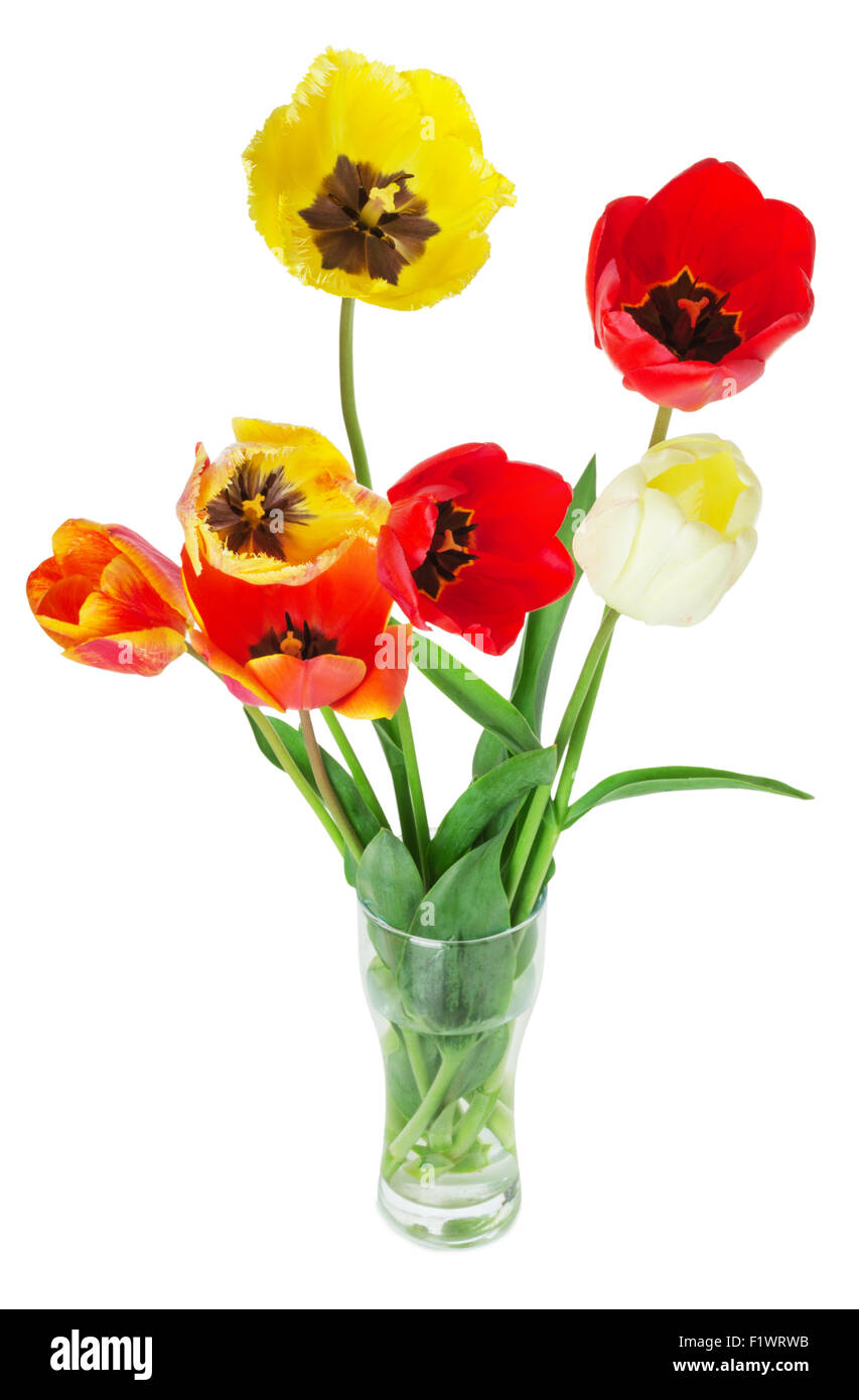 Strauß Bunte Tulpen auf dem weißen Hintergrund. Stockfoto