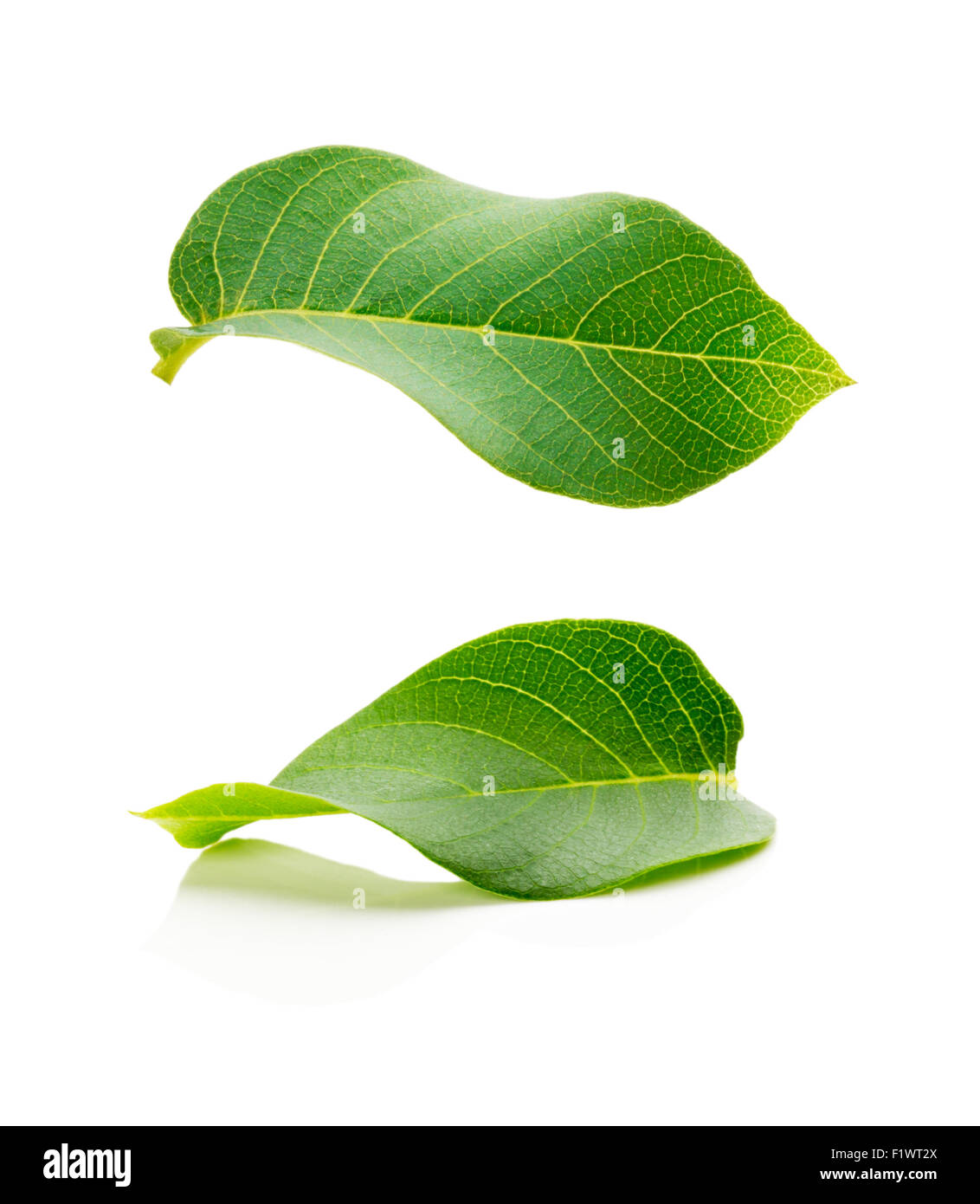 zwei frische grüne Blätter isoliert auf weißem Hintergrund. Stockfoto