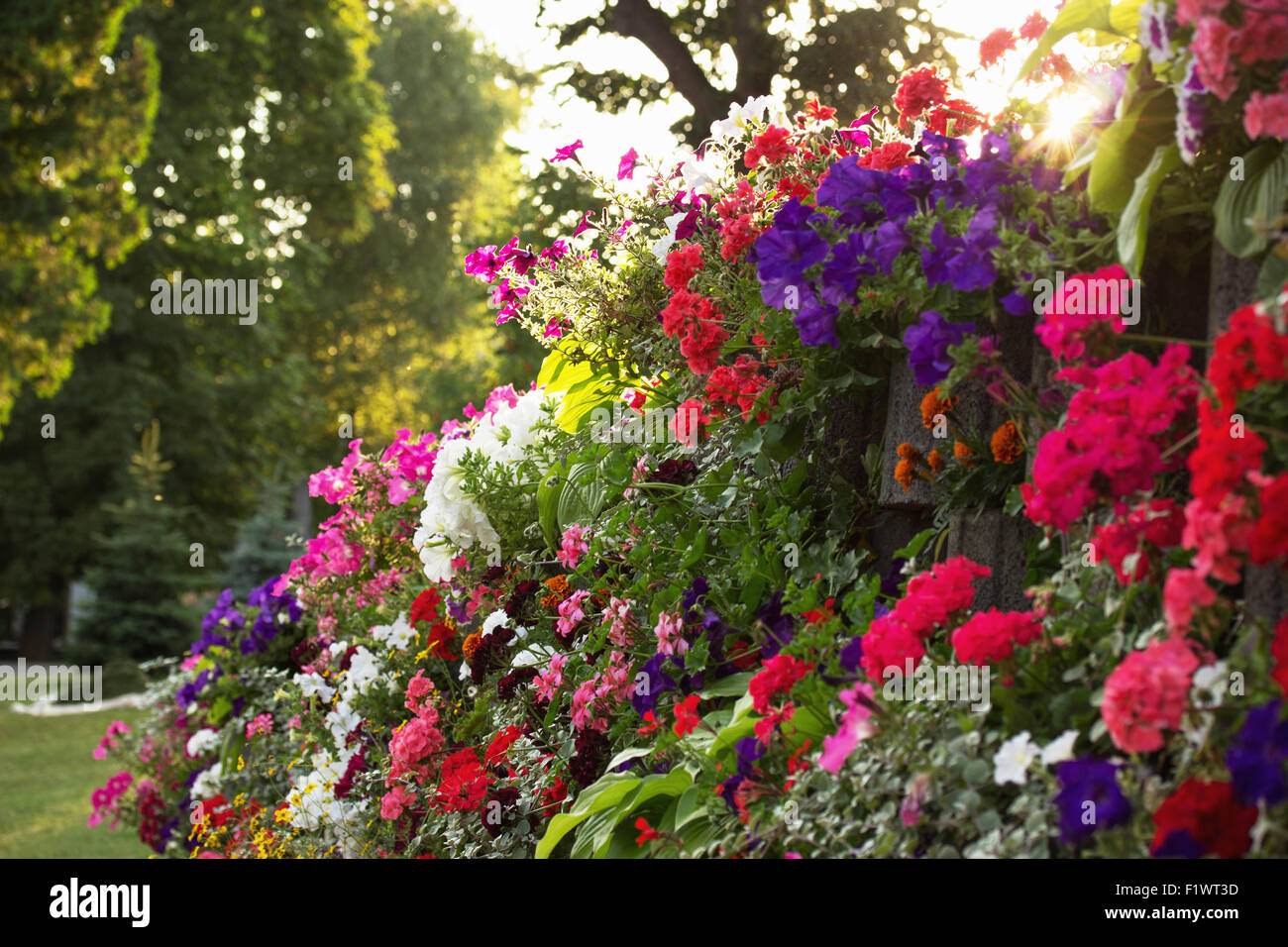 Blumenbeet von bunten Blumen. Stockfoto