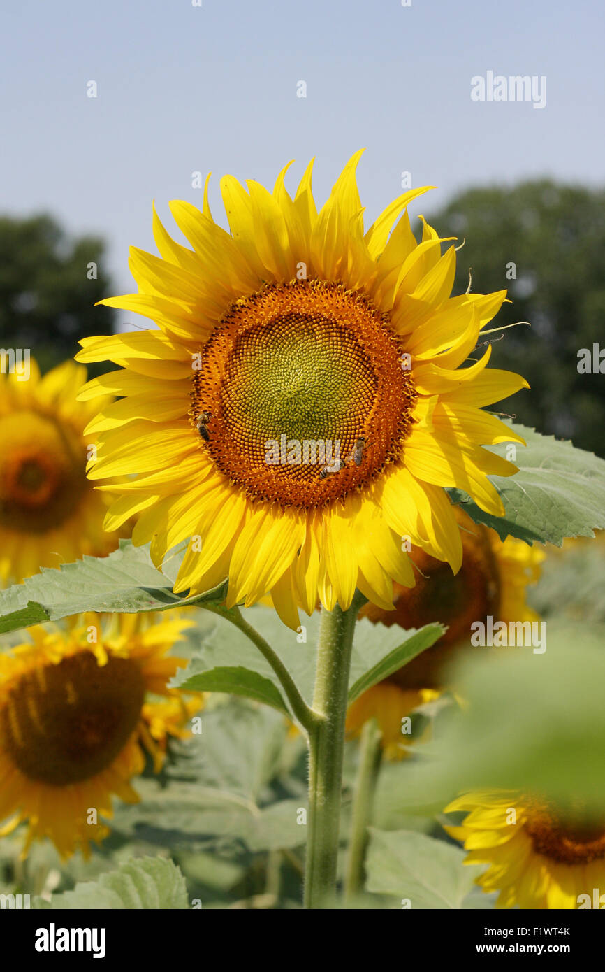 Schöne Sonnenblumen an sonnigen Tagen. Stockfoto