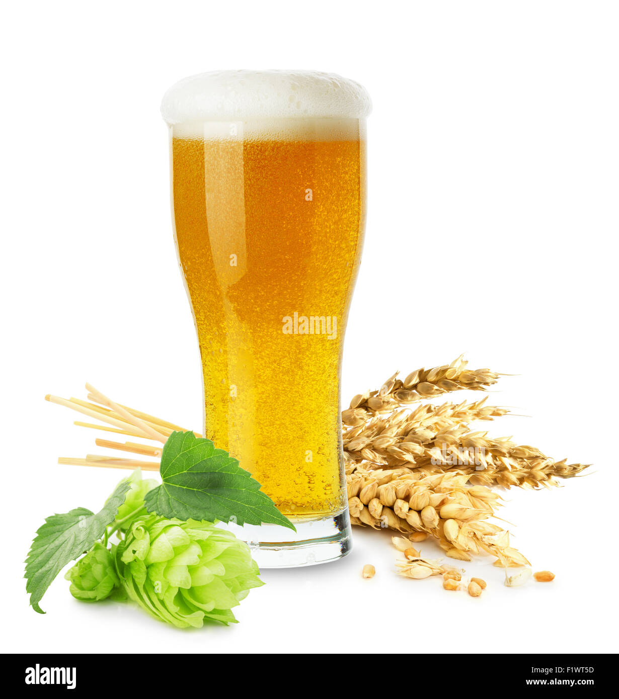 Glas Bier mit Weizen und Hopfen auf dem weißen Hintergrund isoliert. Stockfoto