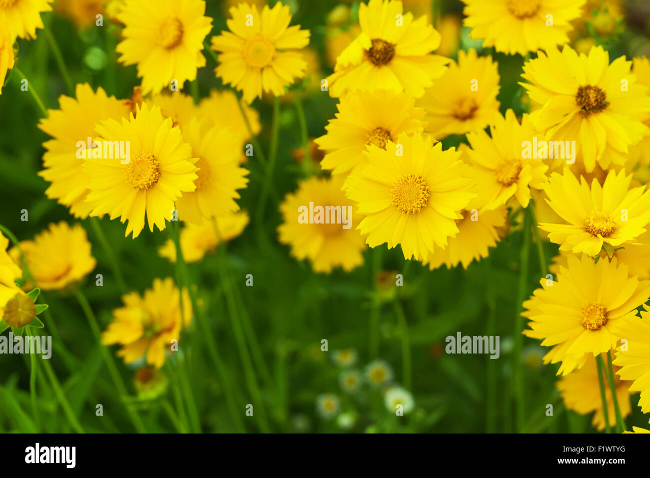 Blumenbeet mit gelben Blüten. Stockfoto