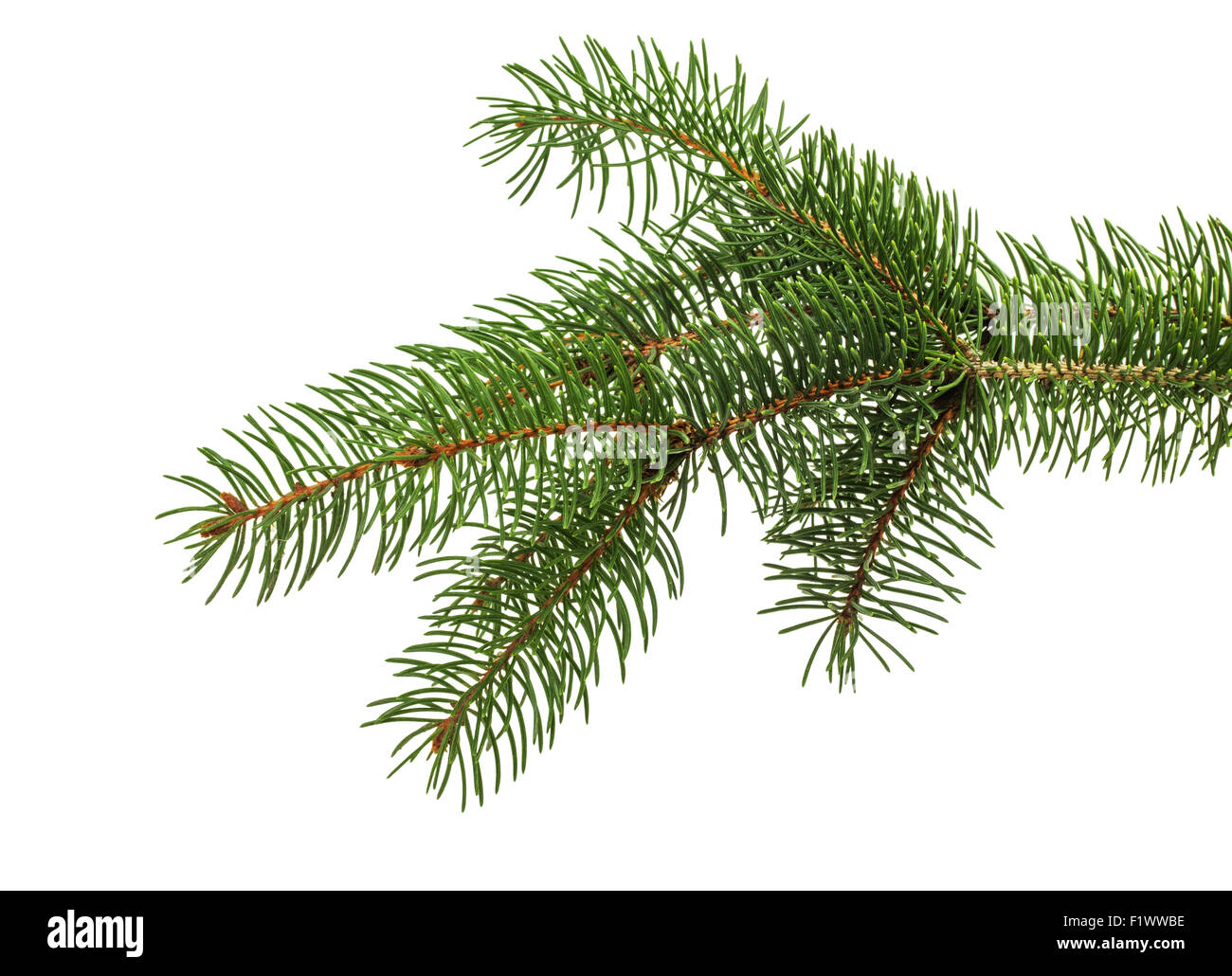 Weihnachtsbaum Zweig auf dem weißen Hintergrund isoliert. Stockfoto