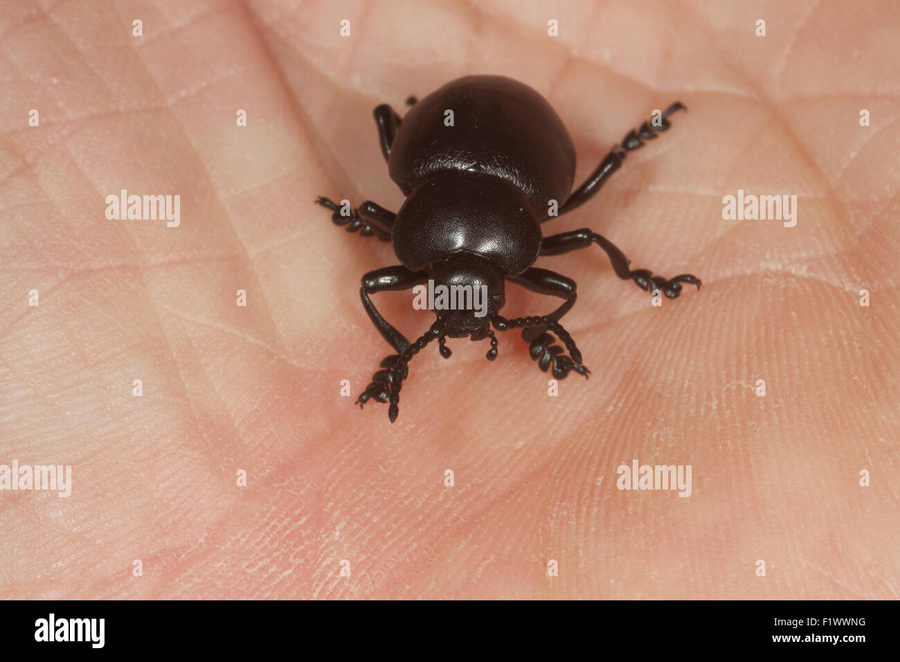 Blutige Nase Käfer Timarcha Tenebricosa auf Handfläche. UK Stockfoto