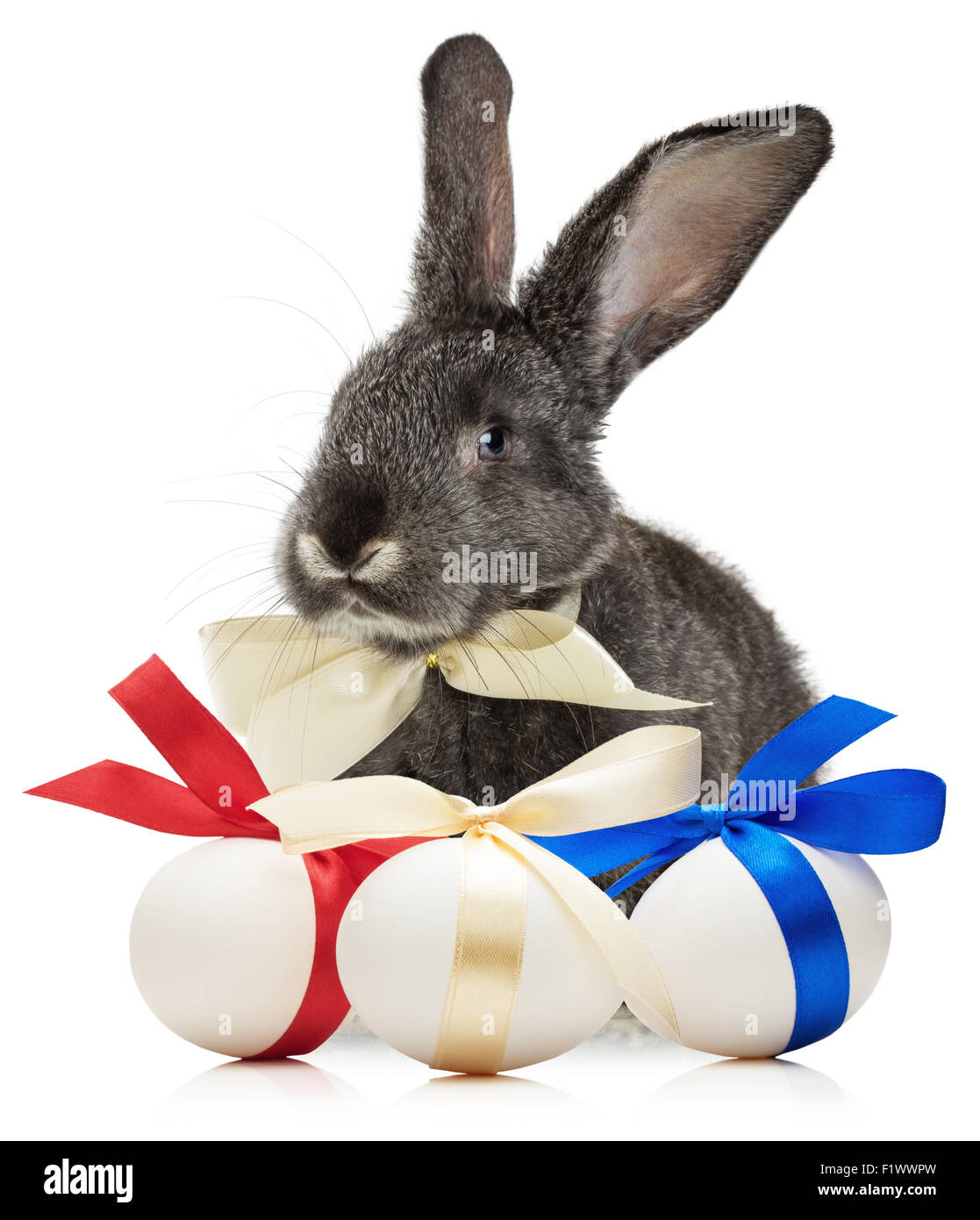 Osterhase mit Eiern isoliert auf weißem Hintergrund. Stockfoto