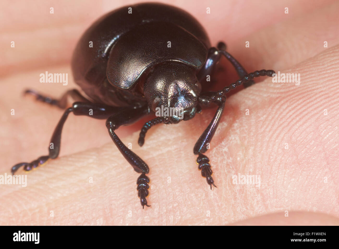 Nahaufnahme der Bloody-Nosed Käfer Timarcha Tenebricosa auf der Seite. UK Stockfoto