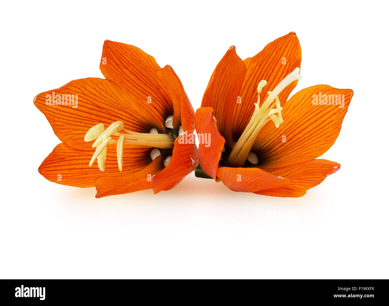 Lilis Blume auf einem weißen Hintergrund Stockfoto