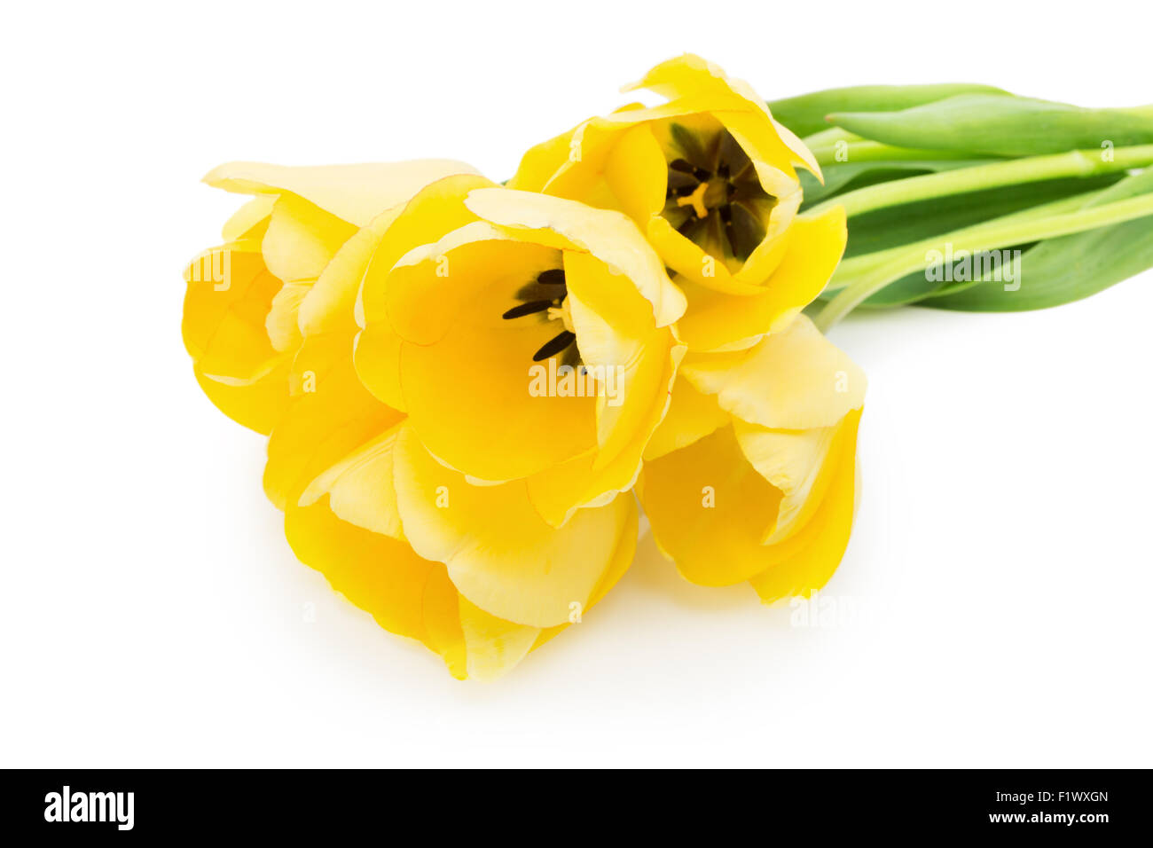 gelbe Tulpen auf dem weißen Hintergrund isoliert. Stockfoto