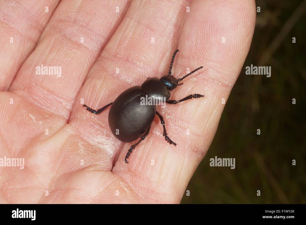 Blutige Nase Käfer Timarcha Tenebricosa auf der Seite. UK Stockfoto