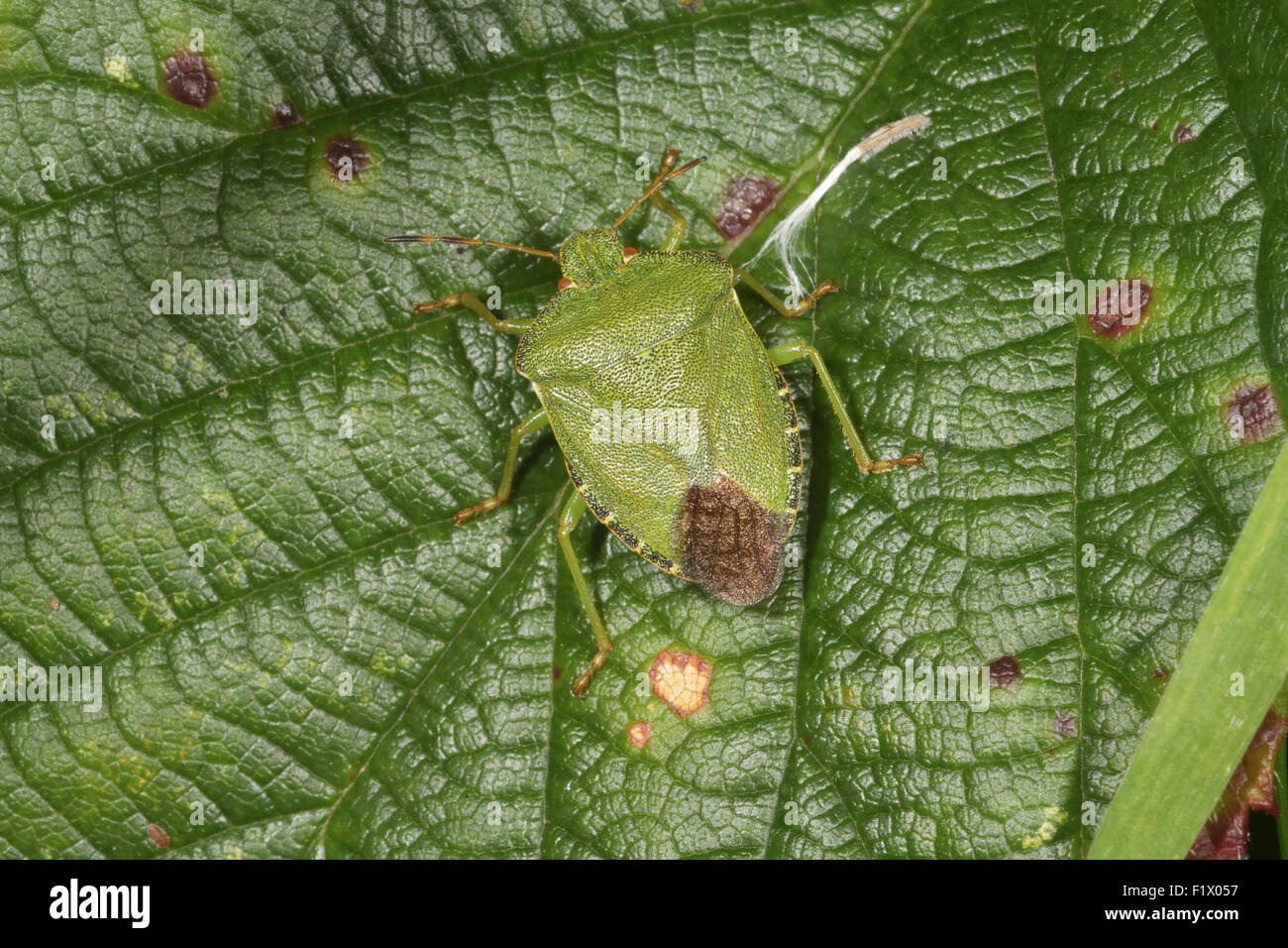 Schildkäfer, getarnt auf einem Brombeerblatt. UK Stockfoto