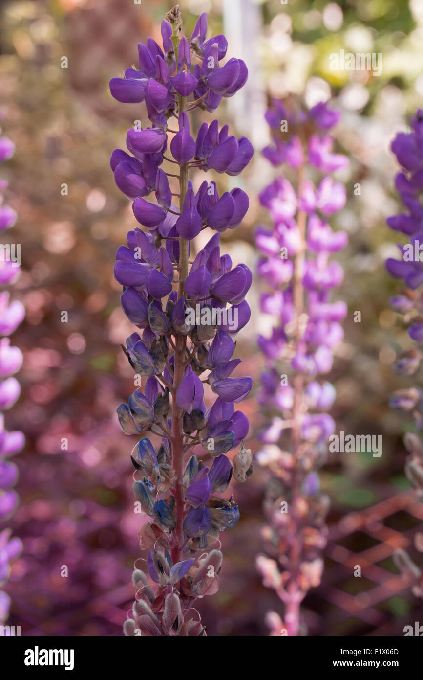 lila Blume. Stockfoto