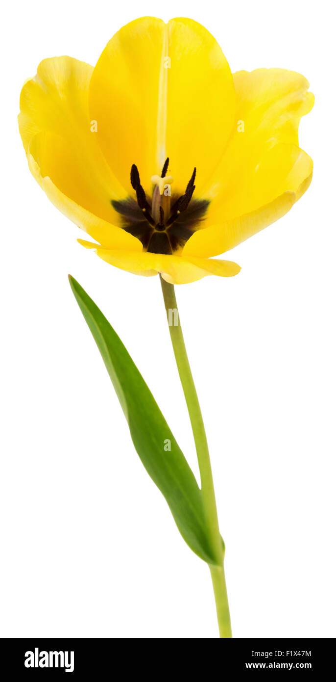 Tulpe gelb isoliert Tulpen backgroundr Stockfoto