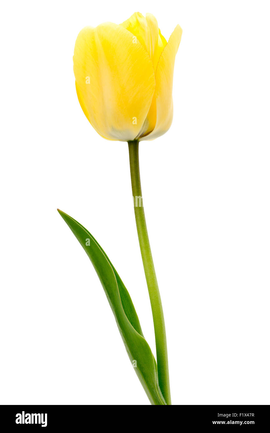 gelbe Tulpe isoliert auf einem weißen Hintergrund. Stockfoto