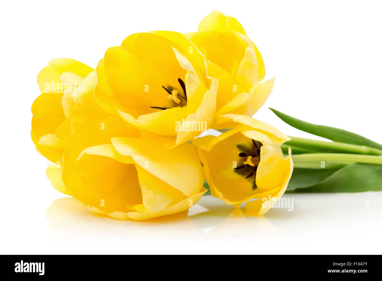 gelbe Tulpen isoliert auf einem weißen Hintergrund. Stockfoto