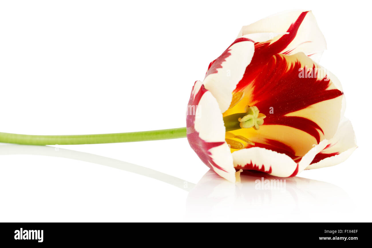 rot mit weißen Tulpe isoliert auf einem weißen Hintergrund. Stockfoto