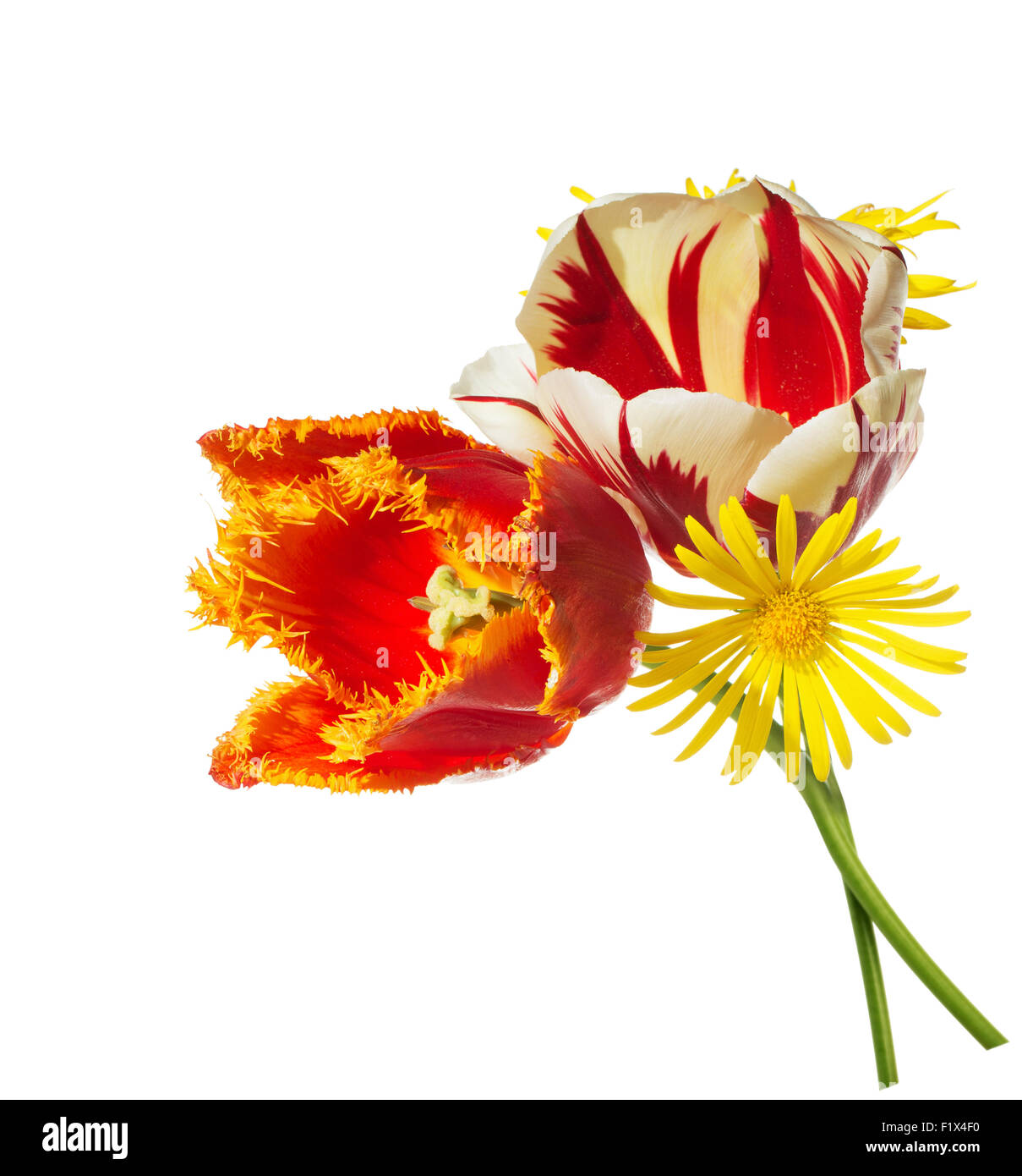 rote und weiße Tulpen auf dem weißen Hintergrund isoliert. Stockfoto