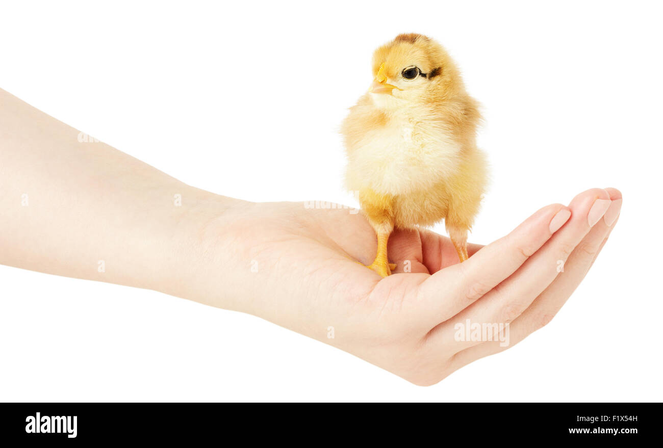 wenig Chiken auf die menschliche Hand auf einem weißen Hintergrund. Stockfoto