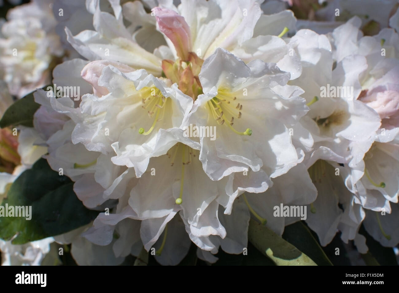Weiße Rhododendron Blüte Nahaufnahme mit Blütenblättern und Stempel im Mai. Stockfoto