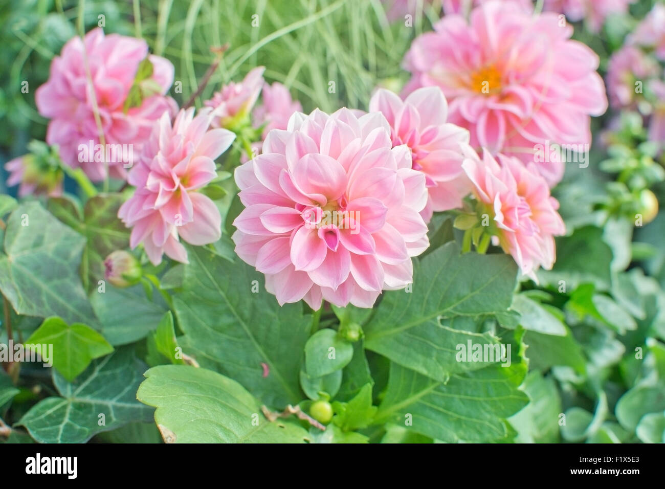 Süße rosa Dahlia Blumen Frontalansicht. Stockfoto