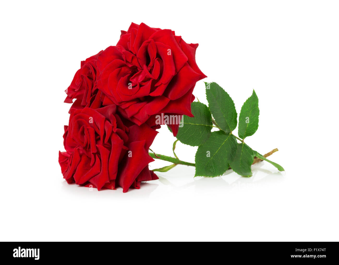 Bouquet von schöne rote Rosen auf dem weißen Hintergrund. Stockfoto