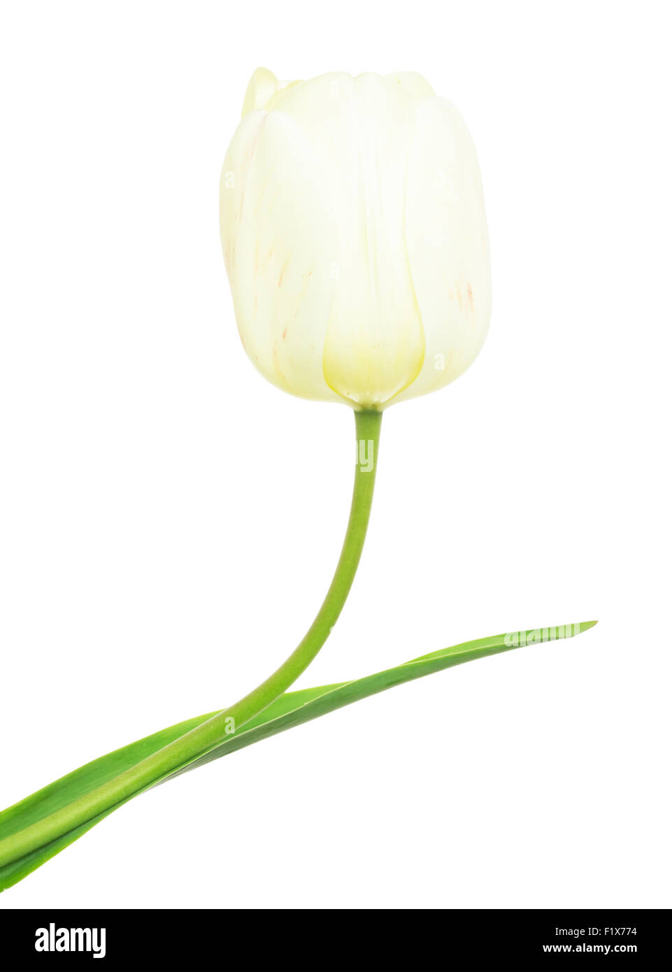 weiße Tulpe auf weißem Hintergrund. Stockfoto