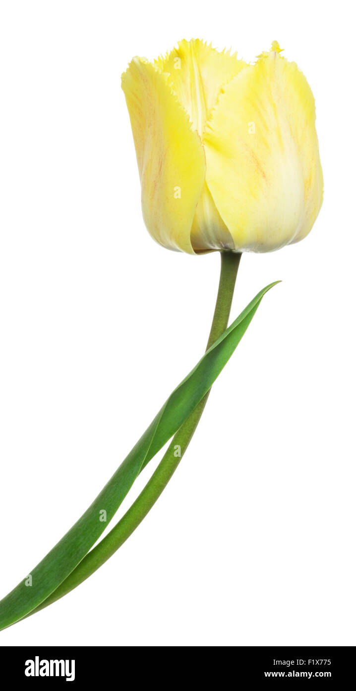 gelbe Tulpe auf weißem Hintergrund. Stockfoto