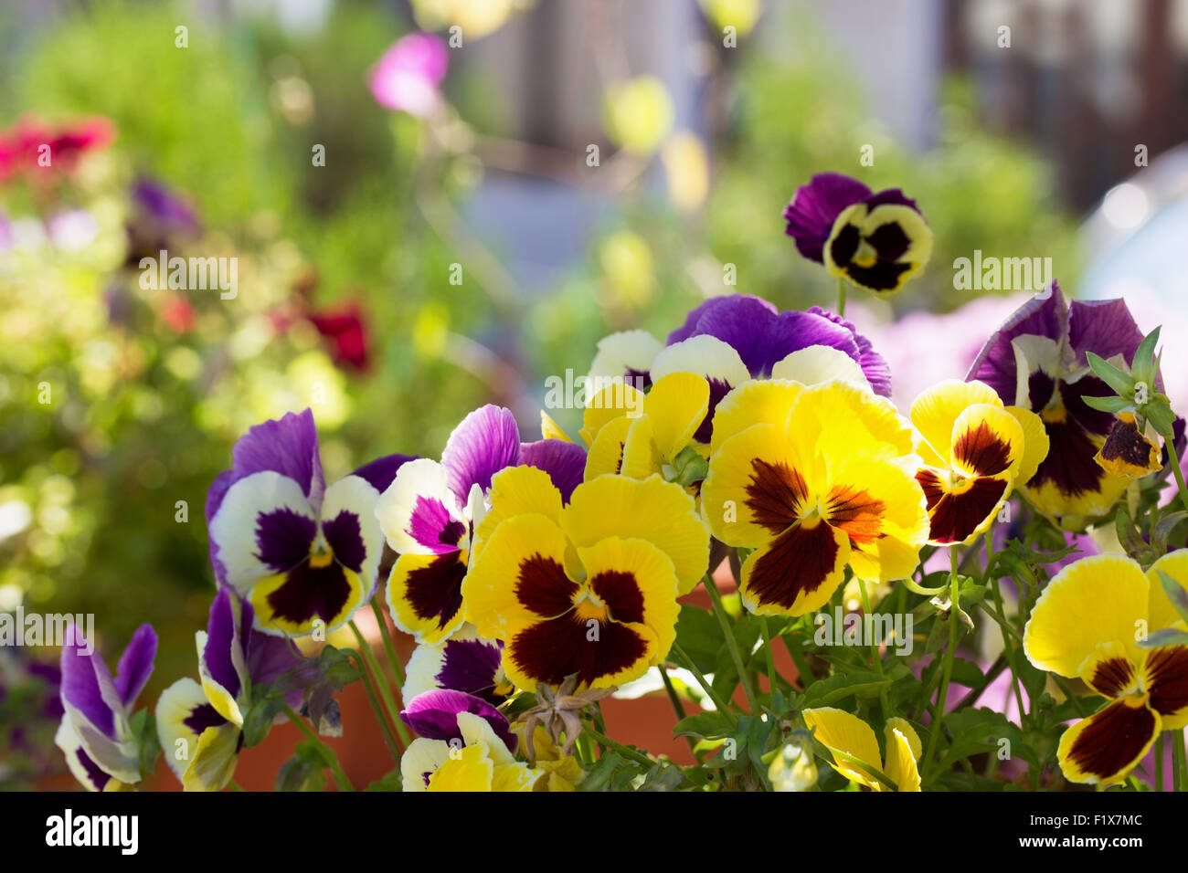 Dreifarbiges Veilchen auf dem Blumenbeet. Stockfoto