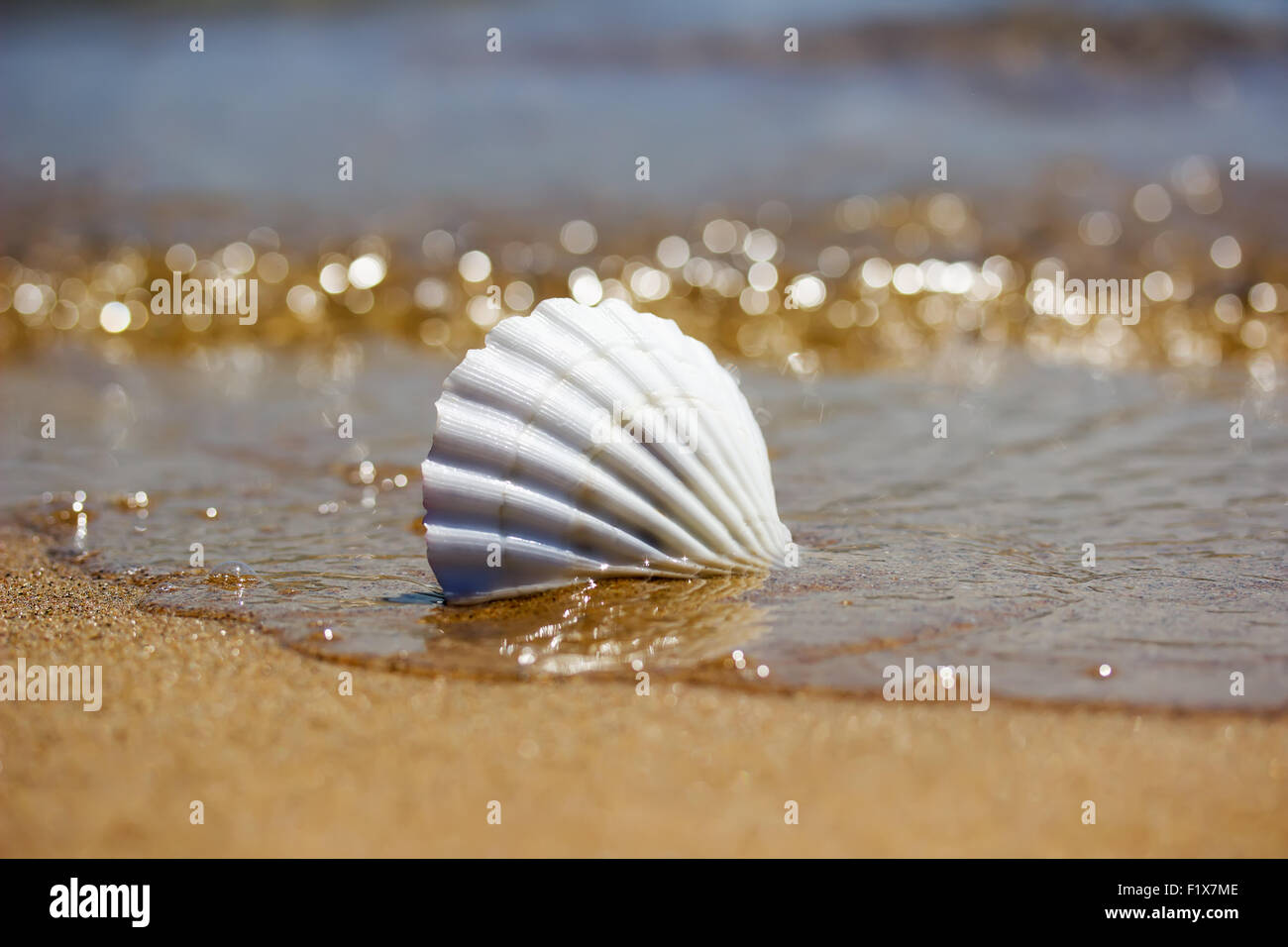 weiße Muschel auf dem Sand in der Nähe von Wasser. Stockfoto