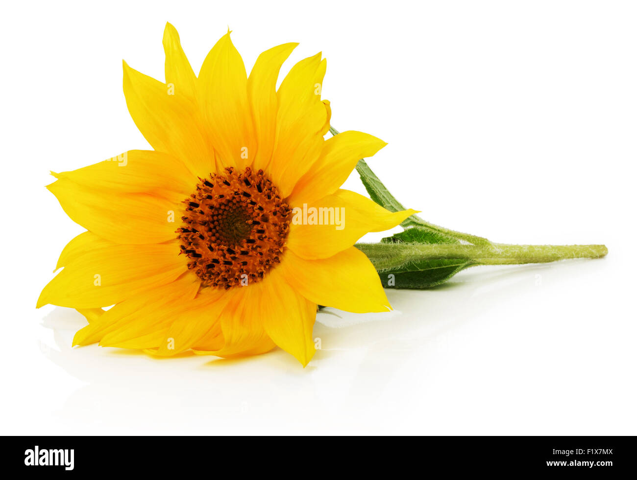 Schöne Sonnenblumen auf dem weißen Hintergrund isoliert. Stockfoto