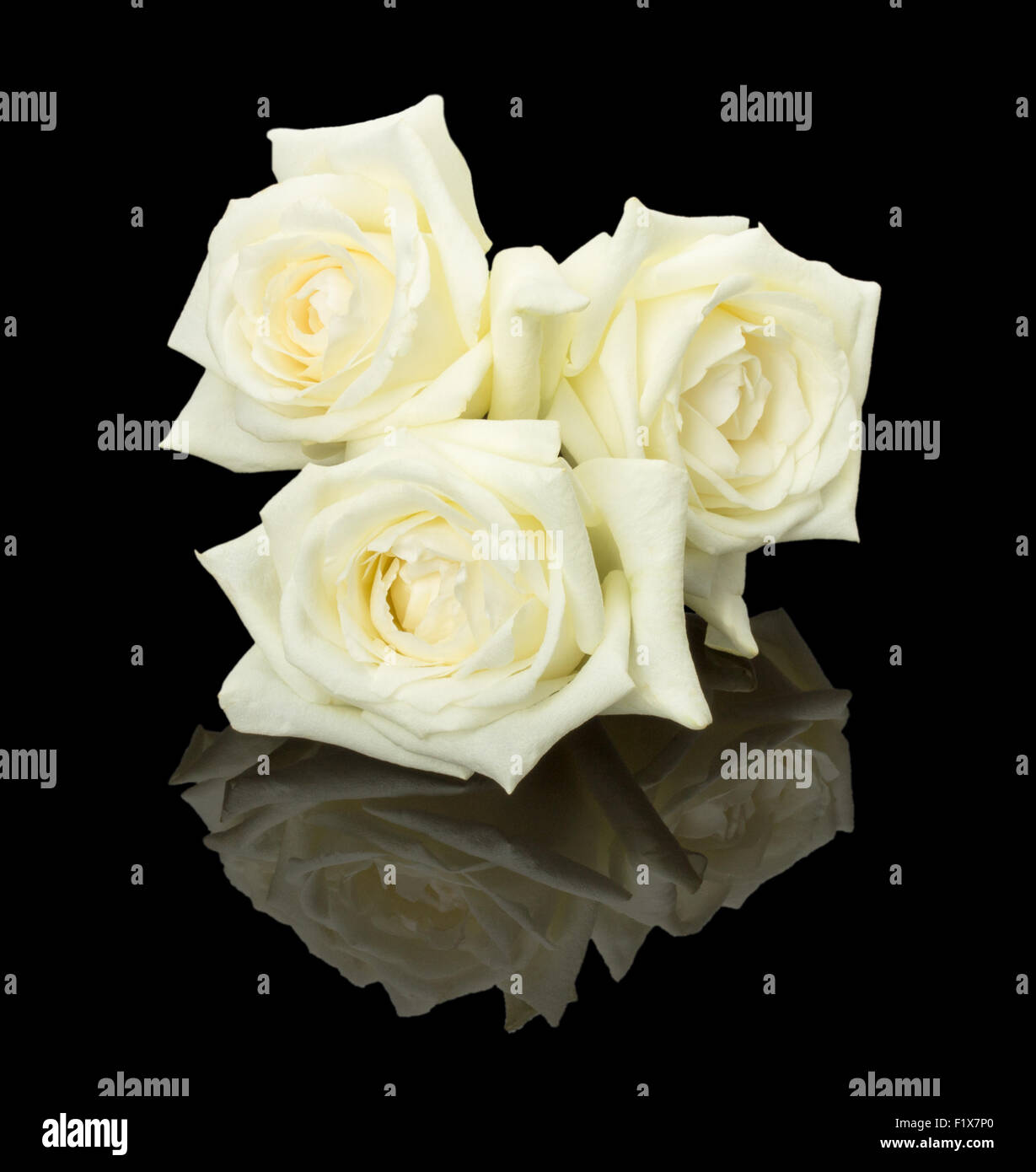 Drei weiße Rosen Knospe auf dem schwarzen Hintergrund. Stockfoto
