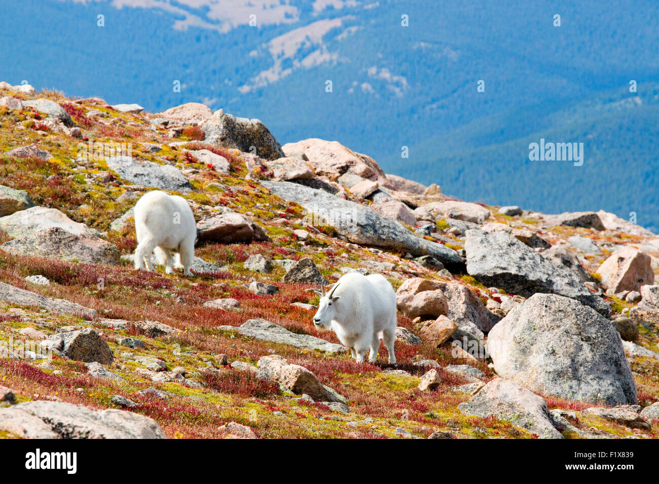 Bergziegen, die Beweidung auf Alpine Tundra Stockfoto