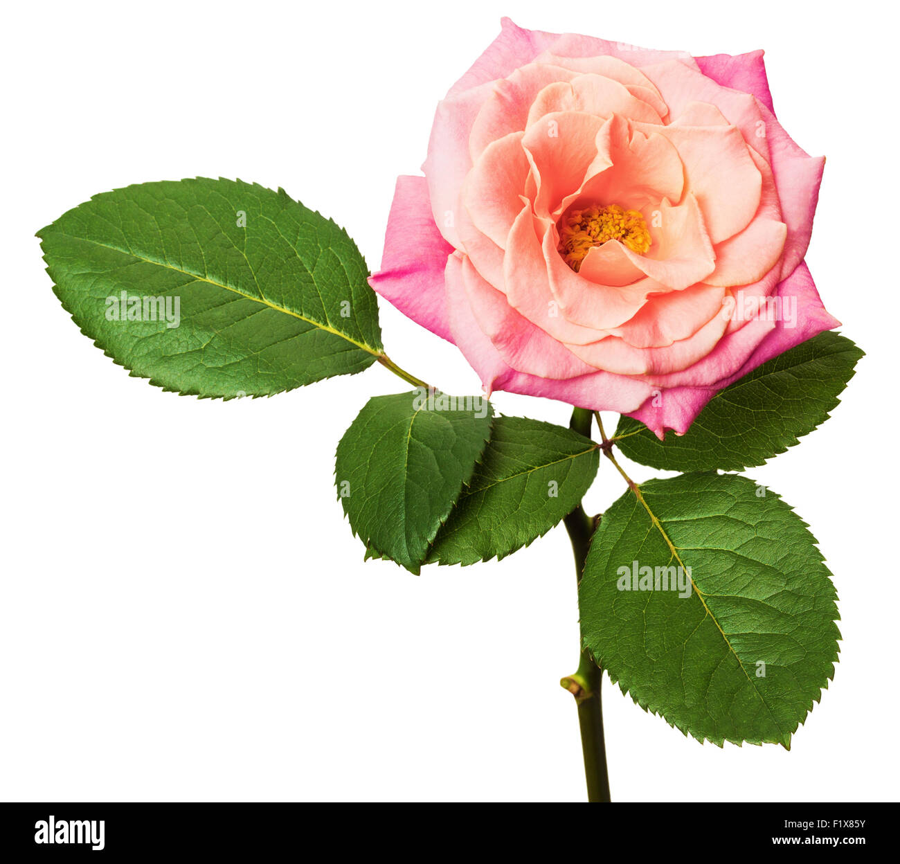 rosa Rose auf dem weißen Hintergrund isoliert. Stockfoto