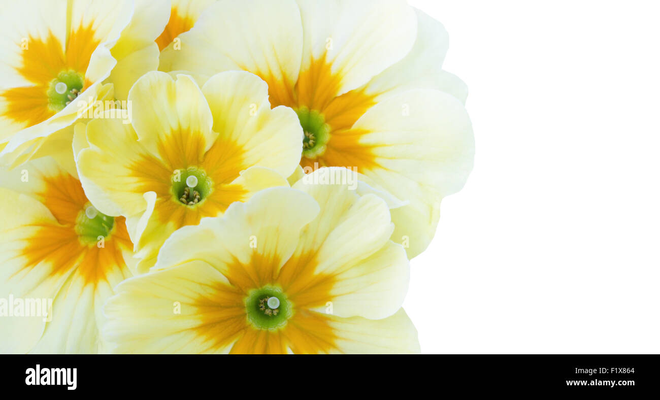 gelbe Blume auf einem weißen Hintergrund. Stockfoto