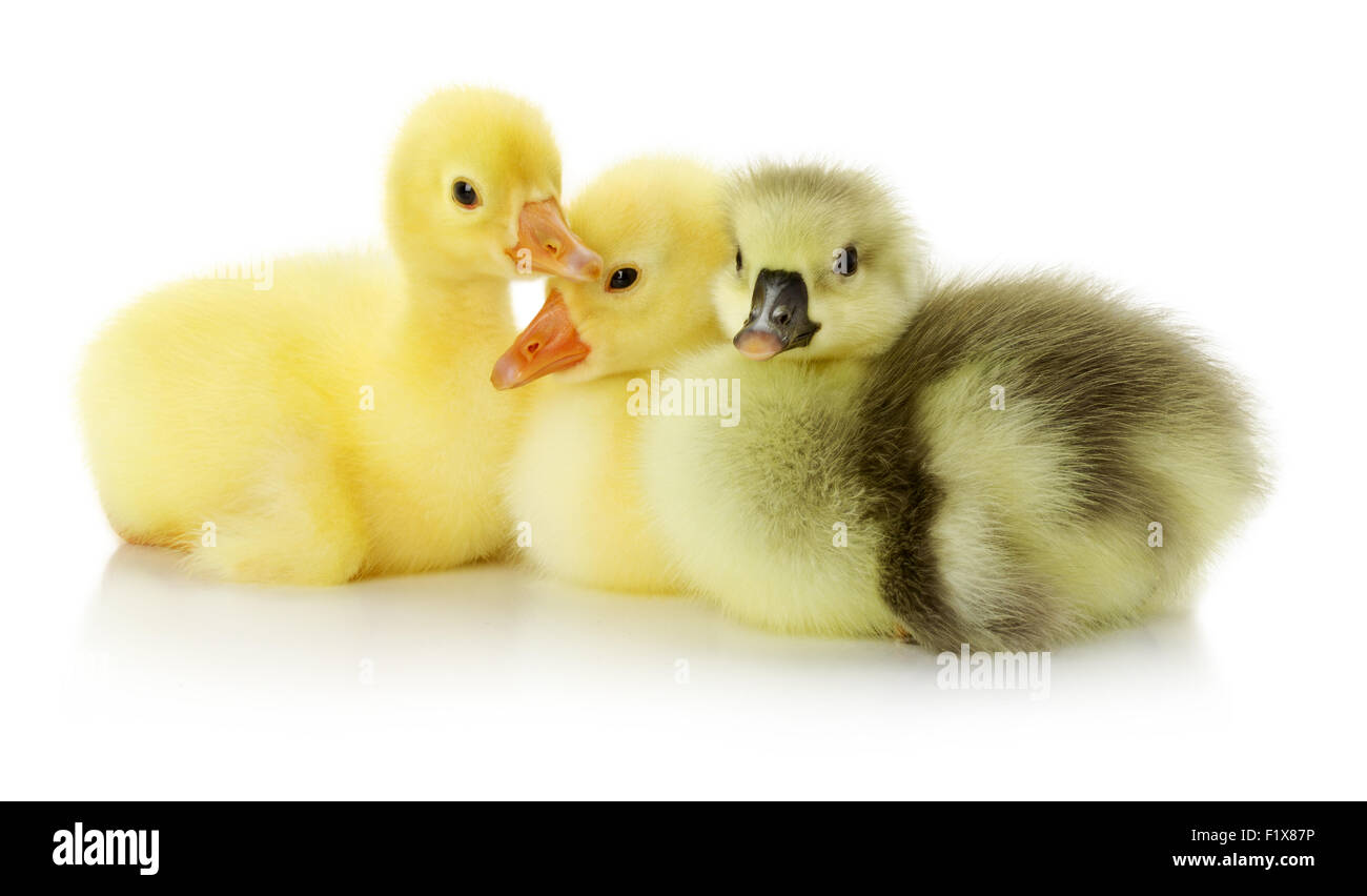 Entenküken auf dem weißen Hintergrund sitzen. Stockfoto