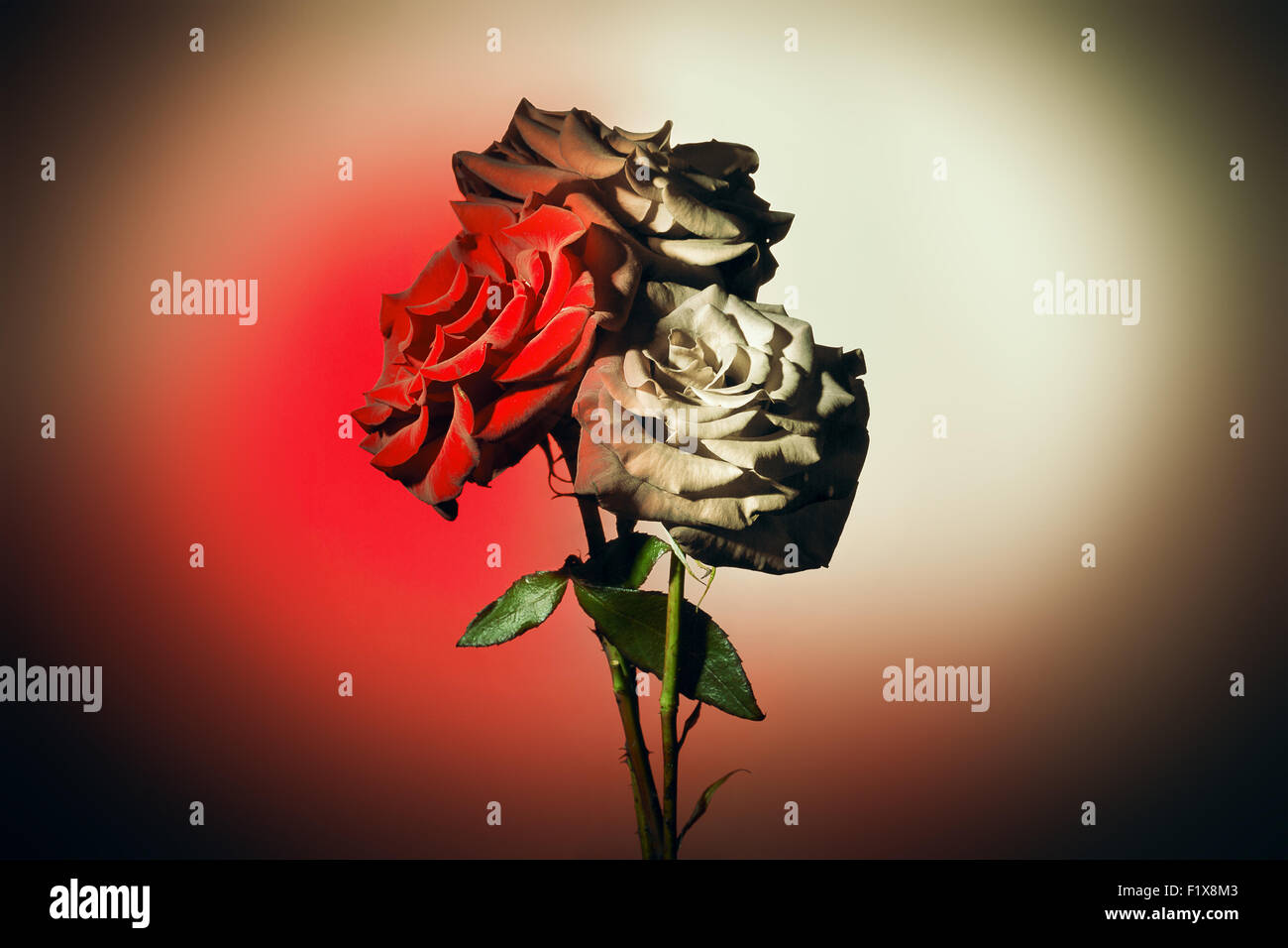 Rosen auf dem farbigen Hintergrund. Stockfoto
