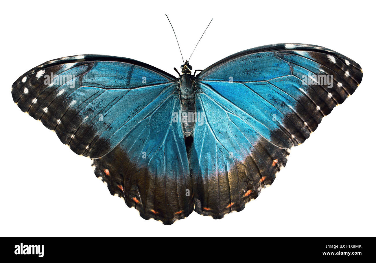 blauer Schmetterling auf dem weißen Hintergrund isoliert. Stockfoto