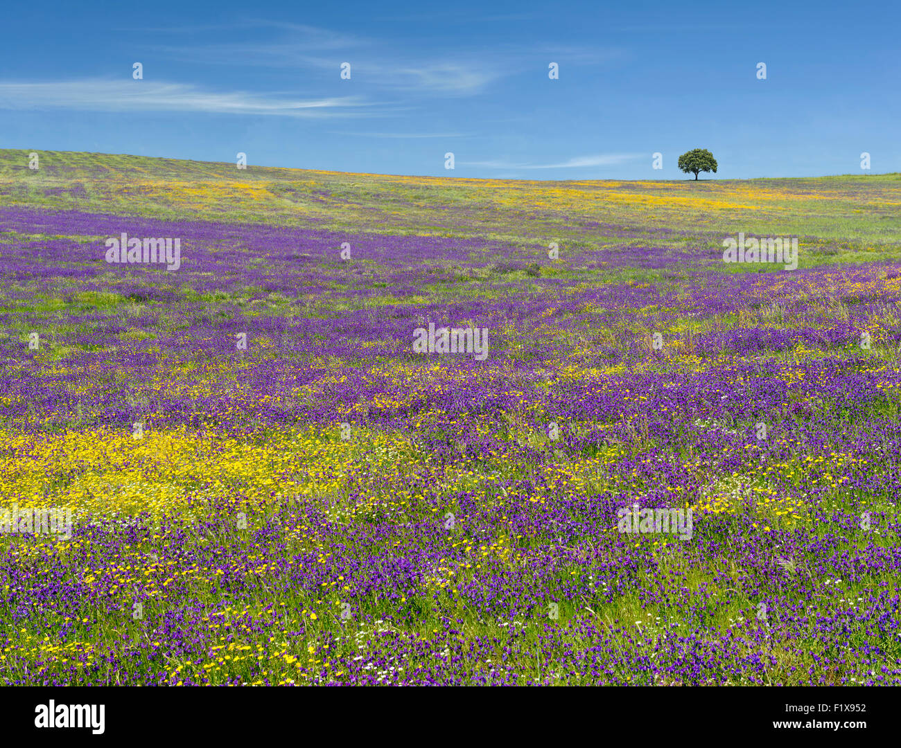 wilde Blumen und einem Kork-Baum in der Ferne auf der Ebene des Alentejo, Portugal Stockfoto