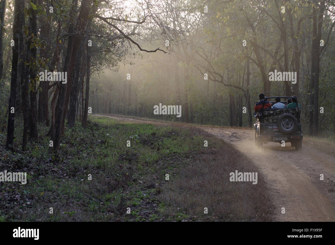 Dschungel-Safari, Nagzira Wild Life Sanctuary, Bhandara, in der Nähe von Nagpur, Maharashtra, Indien Stockfoto