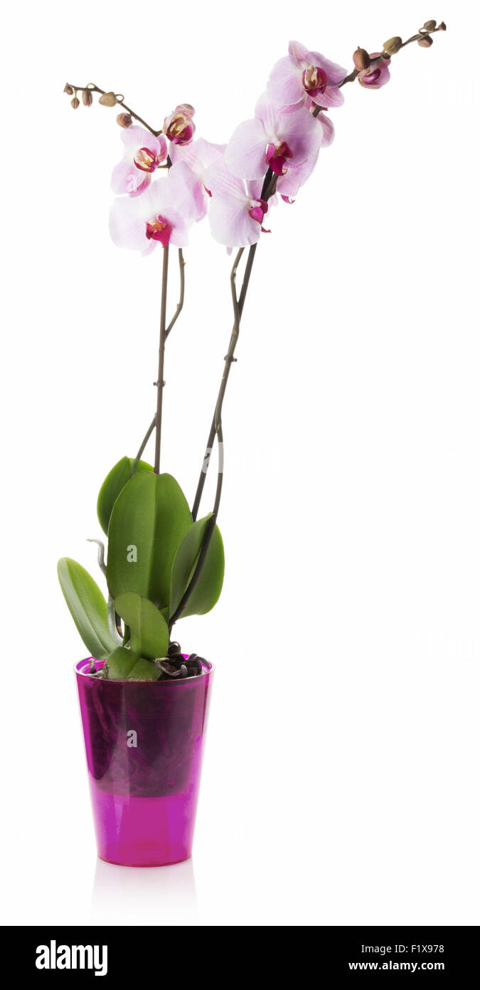 Rosa Orchidee blüht auf weißem Hintergrund. Stockfoto