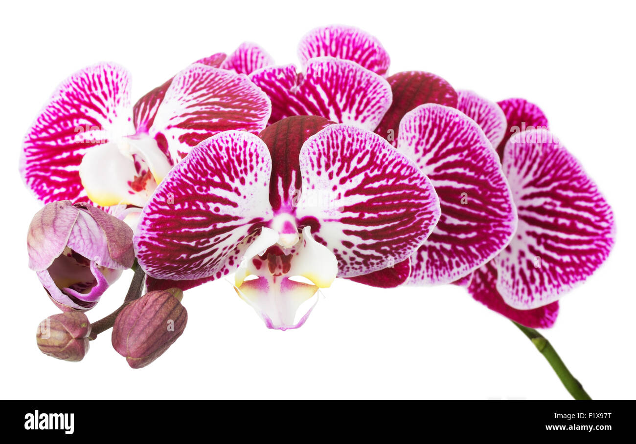 Filiale Orchidee Blumen auf weißem Hintergrund. Stockfoto