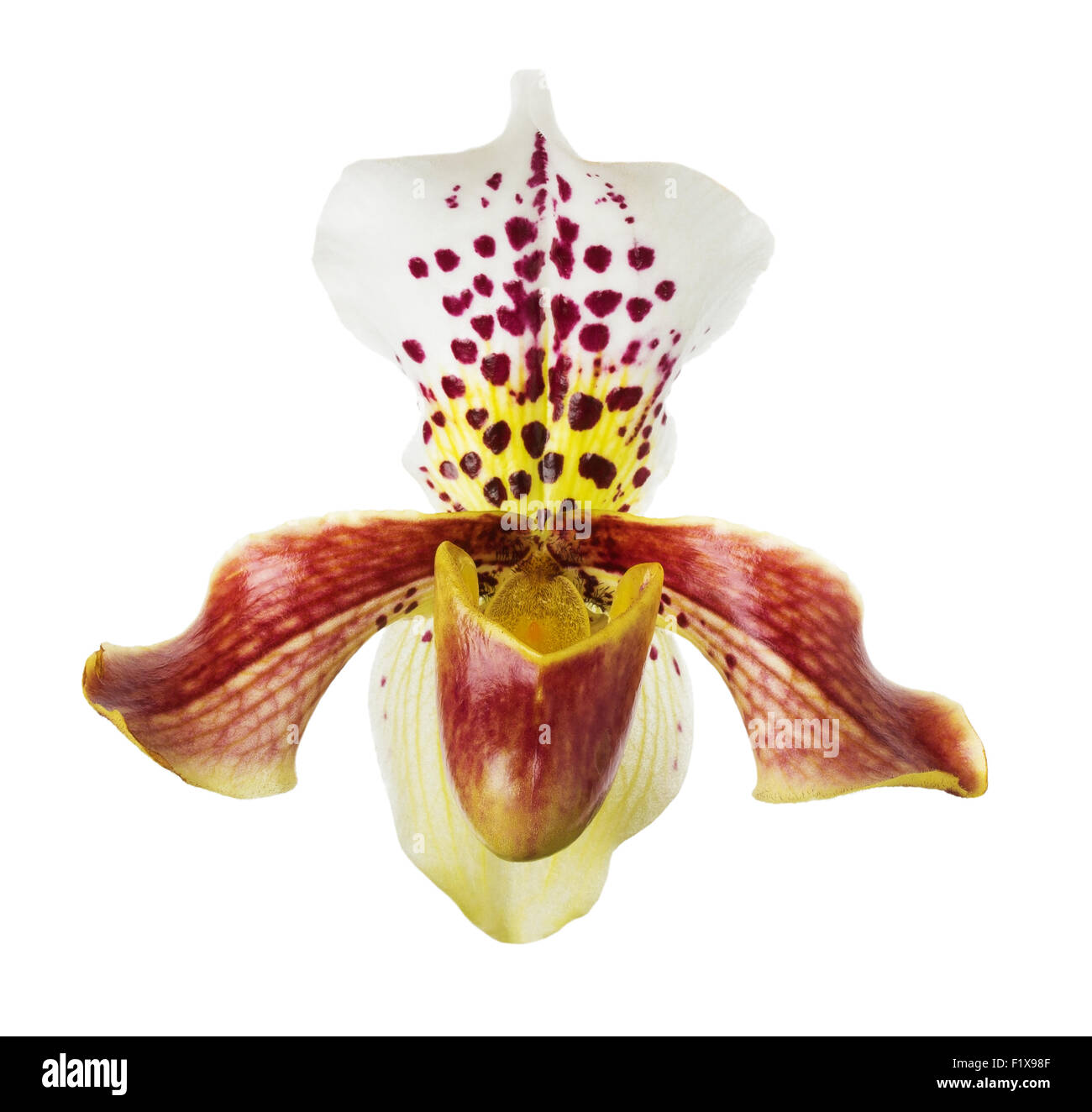 Orchidee auf dem weißen Hintergrund. Stockfoto