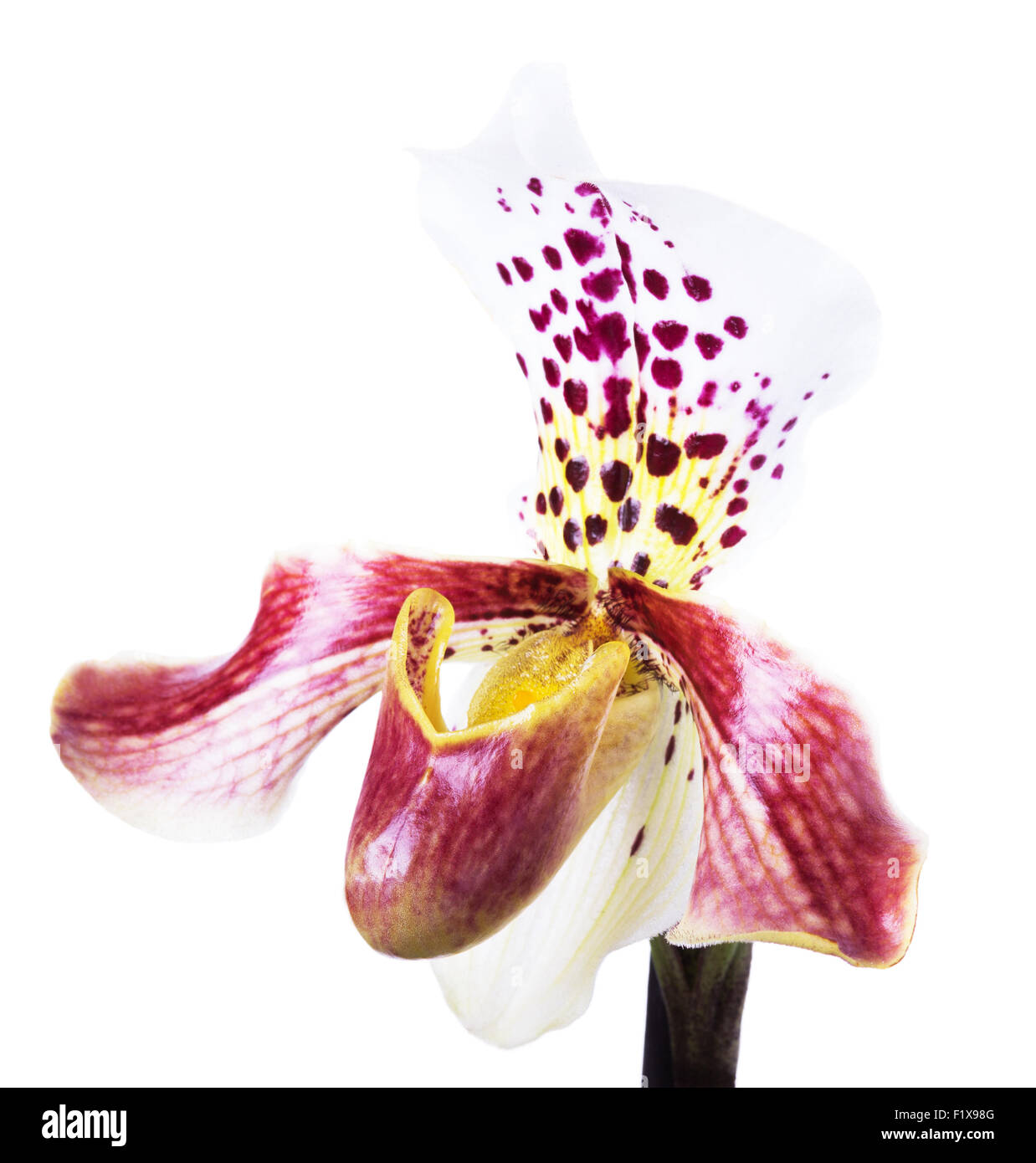 Orchidee auf dem weißen Hintergrund Stockfoto