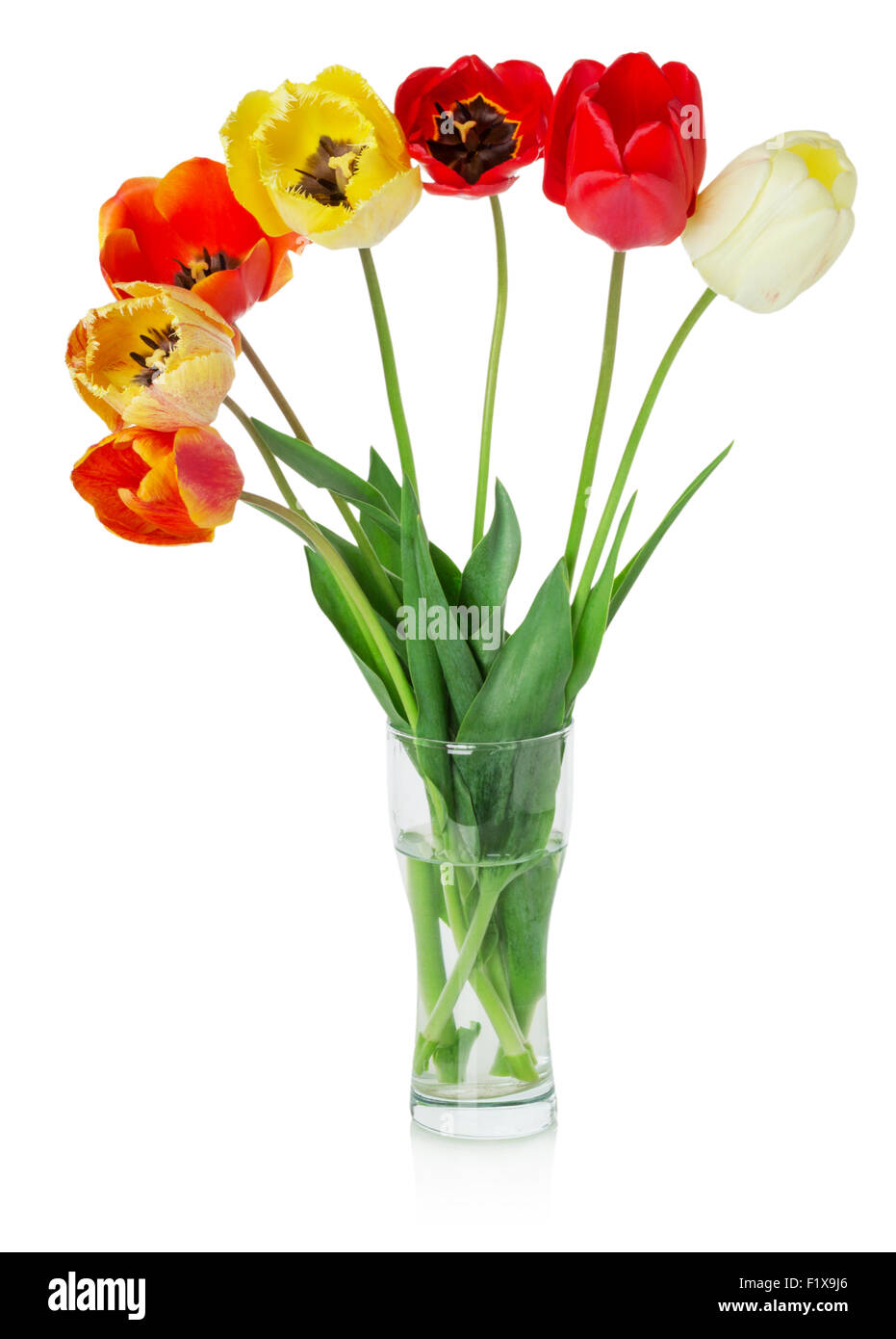 Strauß Bunte Tulpen auf dem weißen Hintergrund. Stockfoto