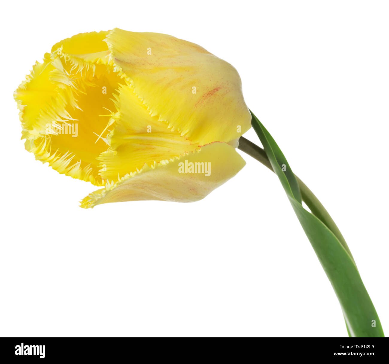 gelbe Tulpe auf dem weißen Hintergrund. Stockfoto
