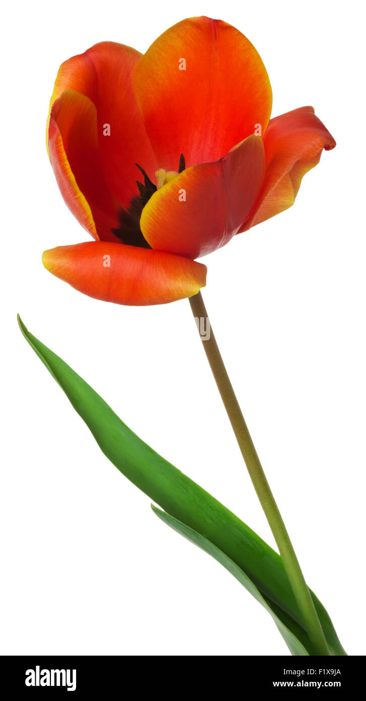 rote Tulpe auf dem weißen Hintergrund. Stockfoto