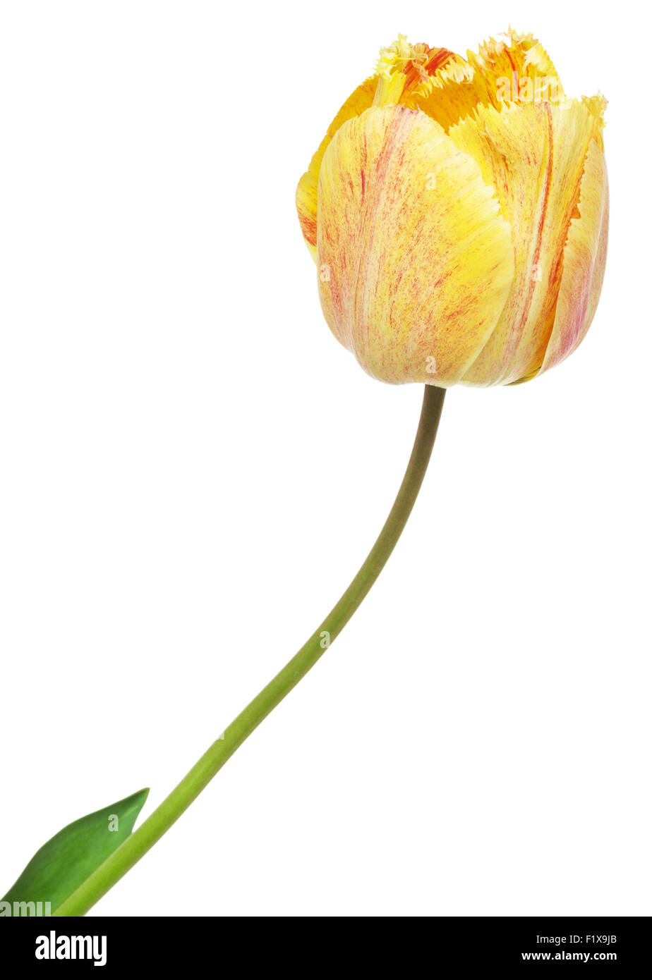 gelbe Tulpe auf dem weißen Hintergrund. Stockfoto