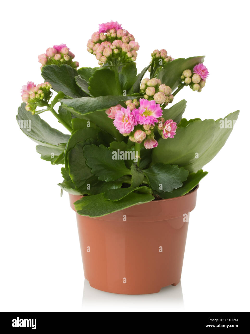 Kalanhoe rosa Blumen auf weißem Hintergrund. Stockfoto