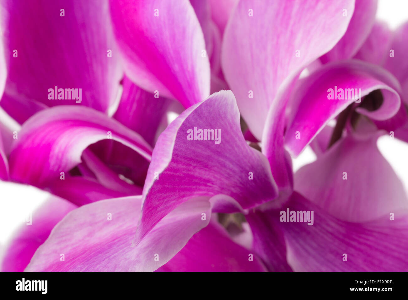 rosa Alpenveilchen blühen auf weißem Hintergrund. Stockfoto