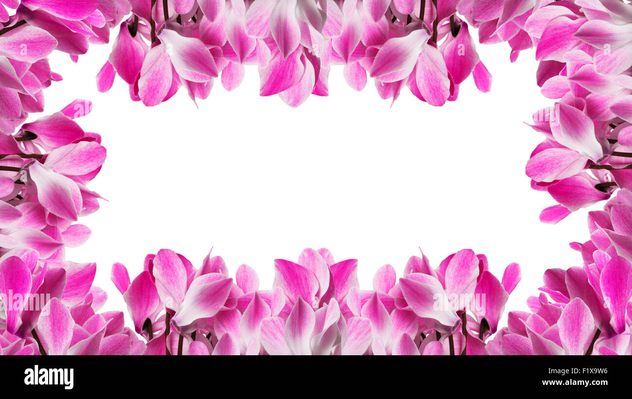 Rahmen mit Alpenveilchen Blume auf einem weißen Hintergrund Stockfoto